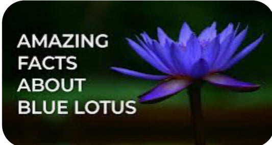 Blue Lotus: A Sacred Bloom for Mind, Body, and Spirit